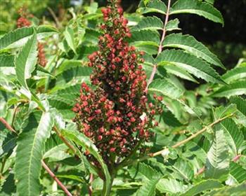 دیابتی‌ها سماق بخورند